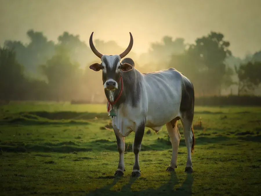 A white Nandi bull with long curved horns and a brass bell at his neck, standing on a pasture at golden hour (illustrative image)